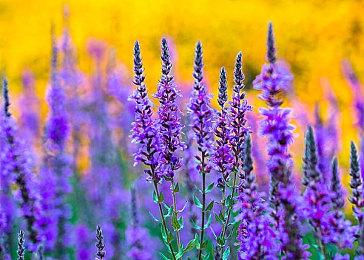 《忍者龙剑传4》新实机演示 激情挑战让人热血沸腾